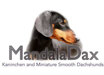 MandalaDax Dachshunds